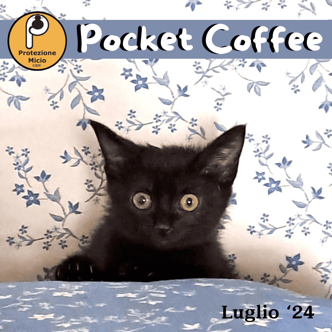 Pocket Coffee, dolcezza in cerca di casa!